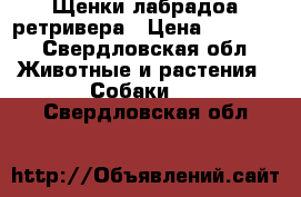 Щенки лабрадоа ретривера › Цена ­ 12 000 - Свердловская обл. Животные и растения » Собаки   . Свердловская обл.